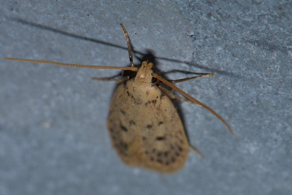 Da id. - Bryotropha cfr. domestica e domestica